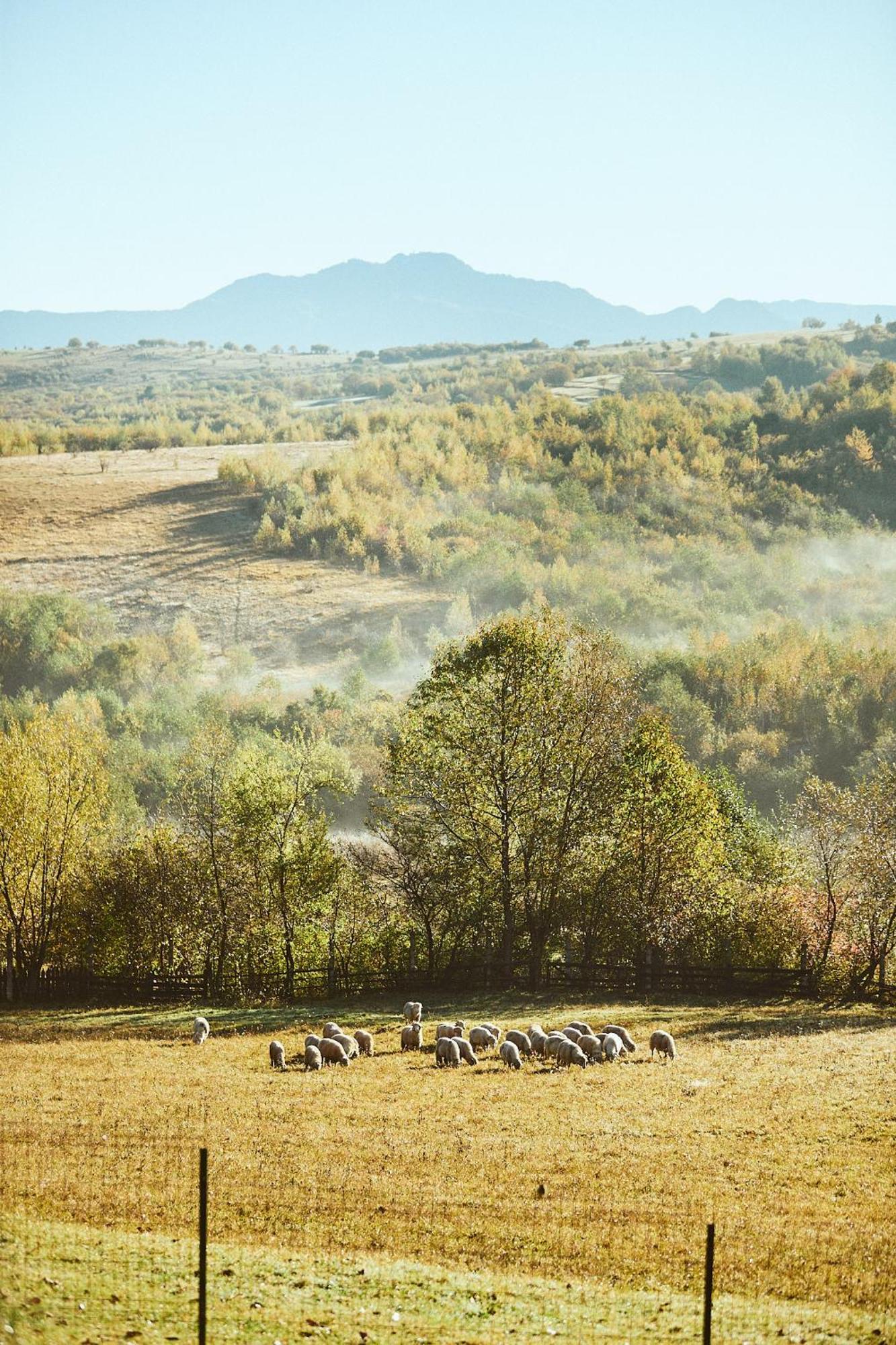 Scandinave Chalet Bran Zărneşti Bagian luar foto