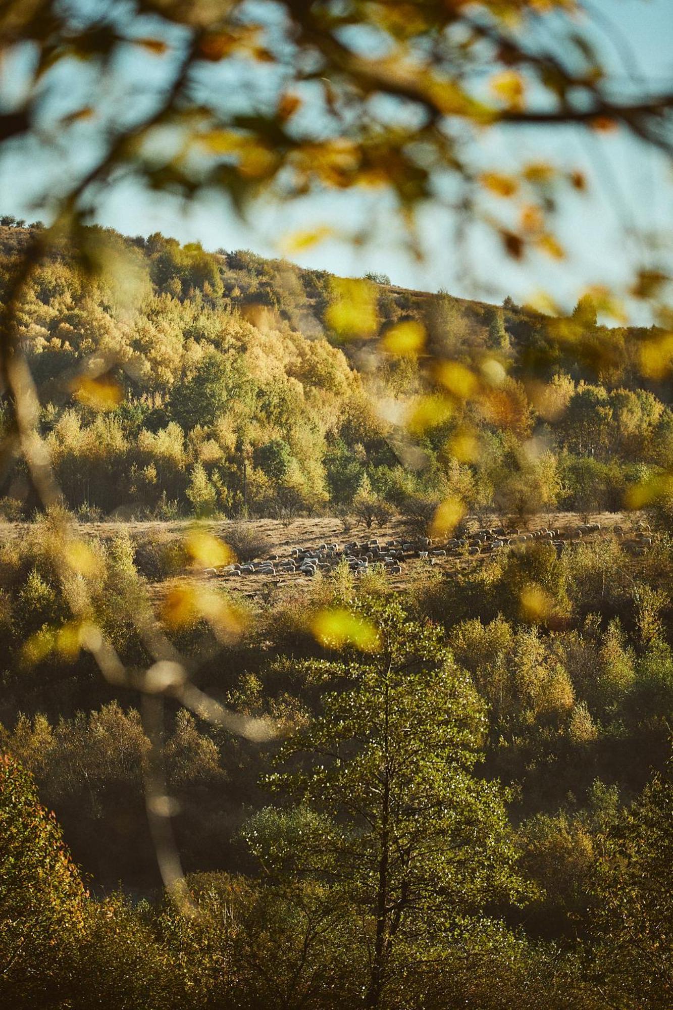 Scandinave Chalet Bran Zărneşti Bagian luar foto